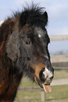 geschecktes Shetlandpony