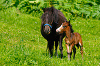 Shetlandpony Stute mit Foheln