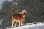 Shetlandpony im Winter