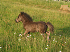 trabendes Shetlandpony Fohlen