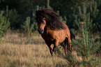 rennendes Shetlandpony