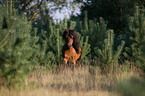 rennendes Shetlandpony