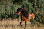 rennendes Shetlandpony