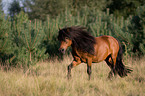 rennendes Shetlandpony