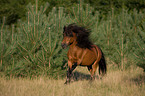 rennendes Shetlandpony