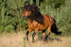 rennendes Shetlandpony