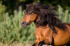 rennendes Shetlandpony