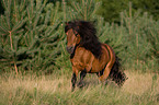 rennendes Shetlandpony