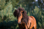 Shetlandpony