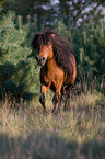 rennendes Shetlandpony