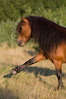 Shetlandpony zeigt Spanischen Schritt