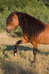 Shetlandpony zeigt Spanischen Schritt