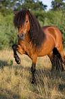 Shetlandpony zeigt Spanischen Schritt