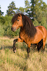 Shetlandpony zeigt Spanischen Schritt