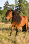 Shetlandpony