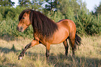 Shetlandpony zeigt Spanischen Schritt