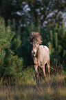 rennendes Shetlandpony