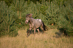 rennendes Shetlandpony