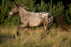 rennendes Shetlandpony