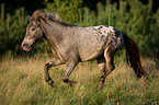 rennendes Shetlandpony