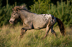 rennendes Shetlandpony