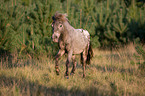 rennendes Shetlandpony