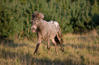 rennendes Shetlandpony