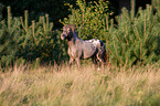 Shetlandpony