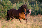 rennendes Shetlandpony