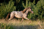 rennendes Shetlandpony