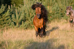 rennendes Shetlandpony