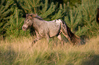 rennendes Shetlandpony