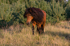 Shetlandpony