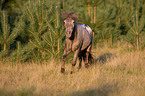 rennendes Shetlandpony