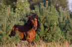 Shetlandpony