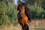 rennendes Shetlandpony