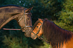 Shetlandpony und Warmblut