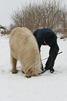 Shetland Pony zeigt Trick