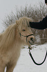 Shetland Pony Portrait