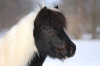 Shetland Pony Portrait