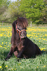 sitzendes Shetland Pony