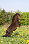 steigendes Shetland Pony