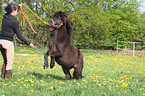 steigendes Shetland Pony