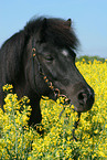 Shetland Pony Portrait