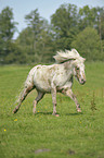 galoppierendes Shetland Pony