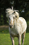 Shetland Pony Portrait