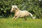 galoppierendes Shetland Pony