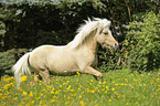 galoppierendes Shetland Pony