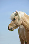 Shetland Pony Portrait