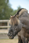 Shetland Pony Portrait